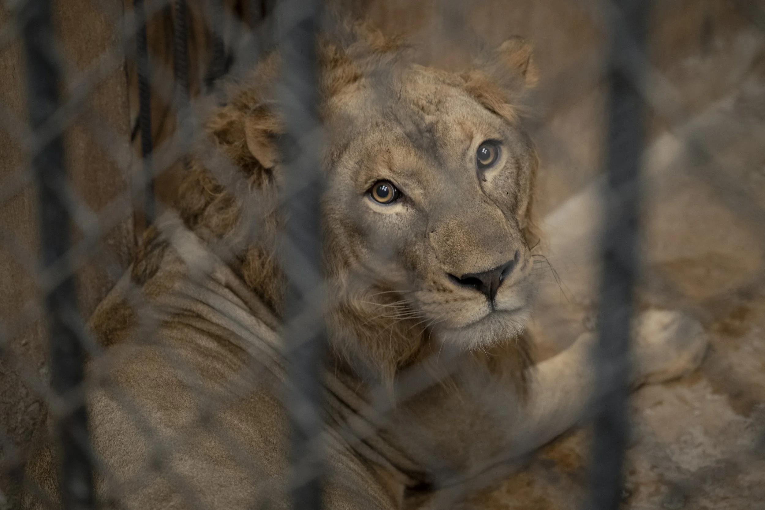 Captive lion population triples in Thailand, fueled by tourist